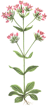 Tausendg&uuml;ldenkraut