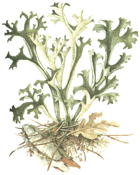 Isl&auml;ndisch Moos