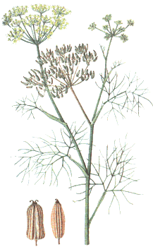 Fenchel