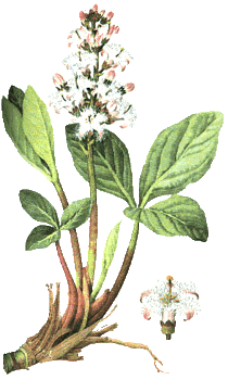 Fieberklee, Bitterklee