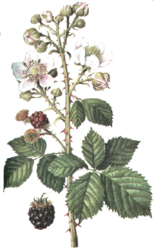Brombeere