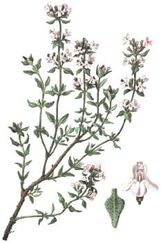 Thymian