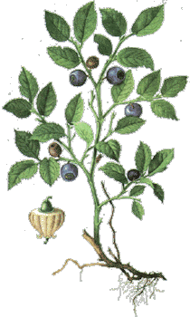 Heidelbeere, Blaubeere