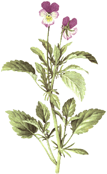 Stiefm&uuml;tterchen