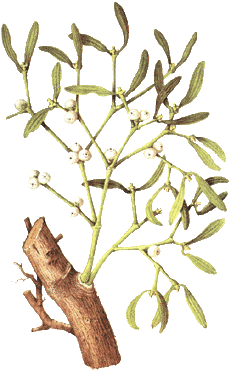 Mistel